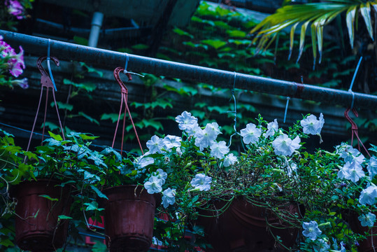 下雨的上海弄堂