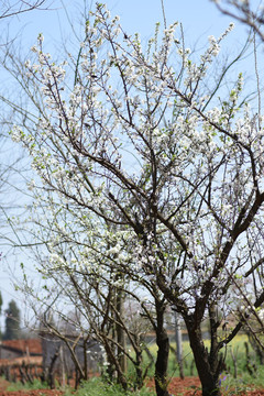 桃花李子花