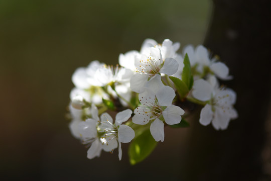 桃花李子花