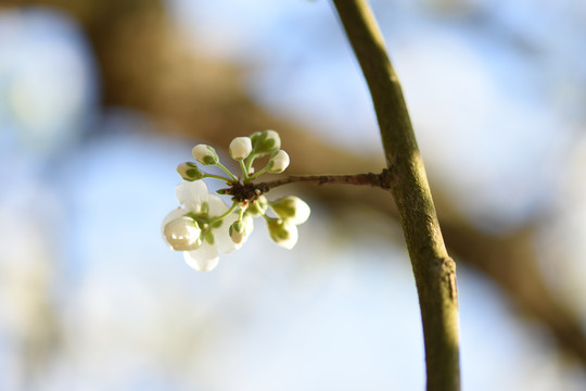 桃花李子花