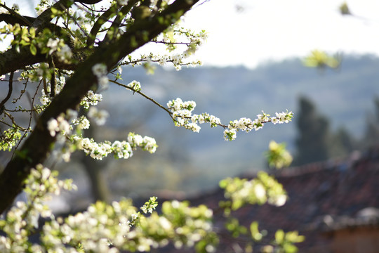 桃花李子花