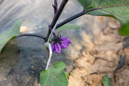 紫茄子花