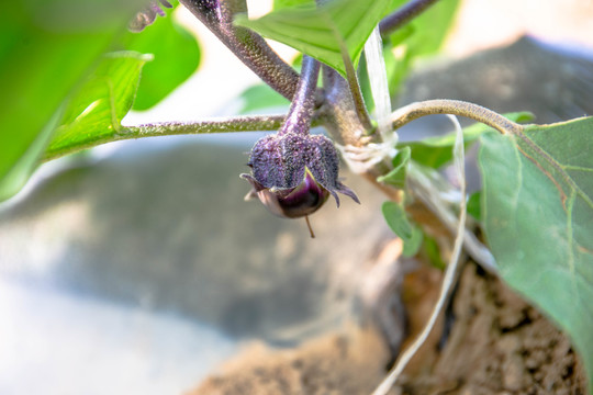 紫茄子花