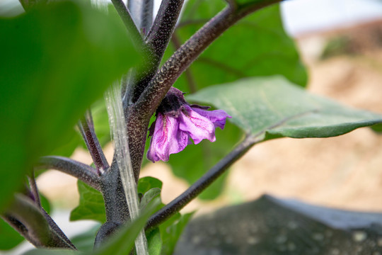 紫茄子花