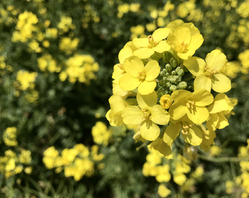 油菜花