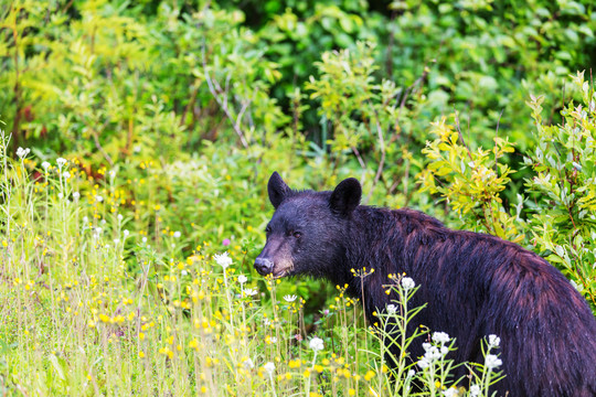 加拿大森林中的黑熊