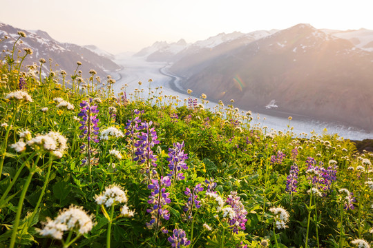 阳光明媚的山间草地