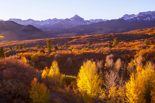 美国科罗拉多州的黄色秋天