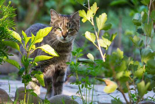 绿草丛中的猫