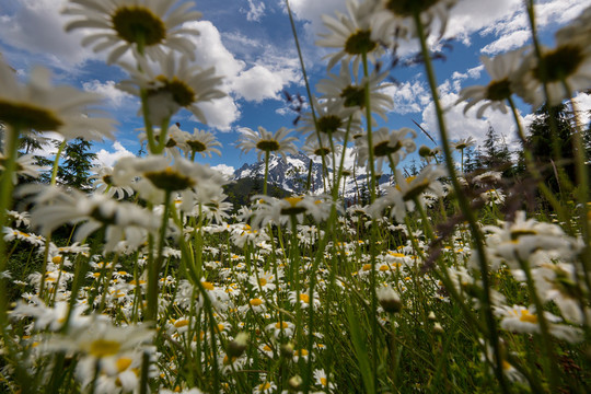 夏季野生甘菊花卉与山地景观