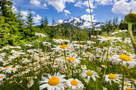 夏季野生甘菊花卉与山地景观