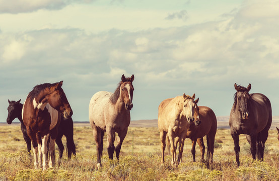 南美智利牧场上的马群