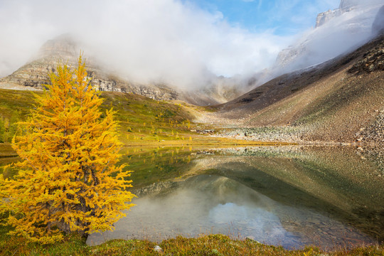 加拿大山区美丽的金色落叶松