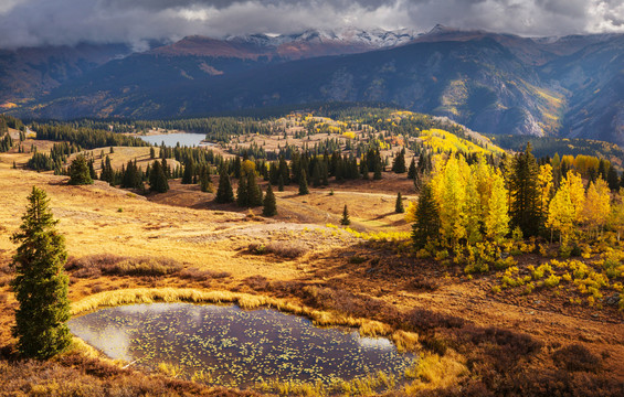 美国科罗拉多州的黄色秋天