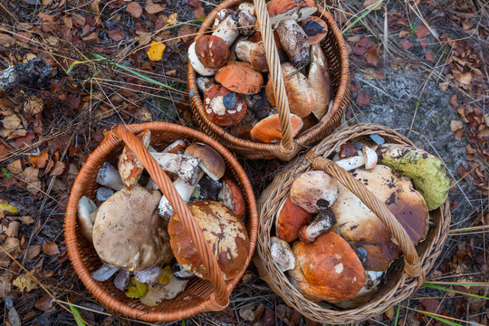 秋天厨房里的可食用蘑菇