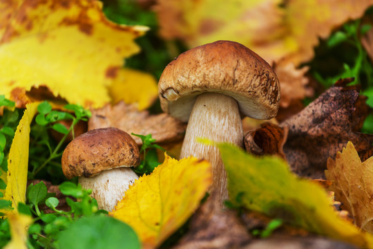 秋林中的蘑菇