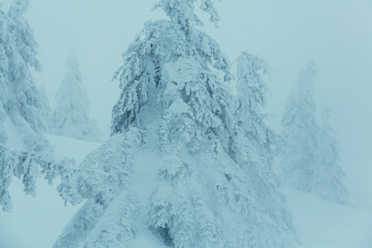 雪覆盖着森林