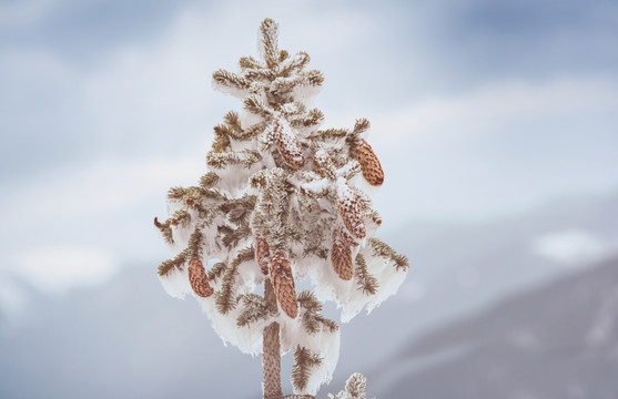 白雪覆盖的云杉