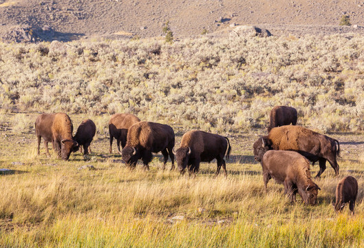 美国黄石国家公园野生水牛
