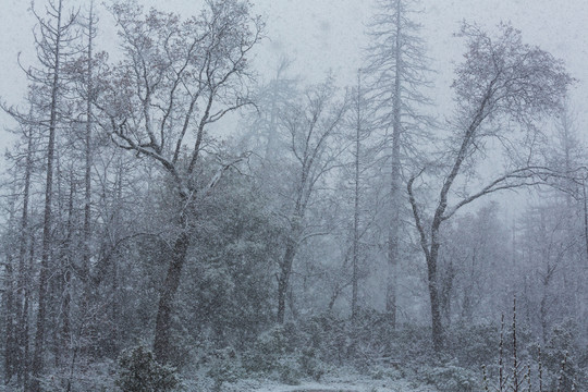 风景如画的雪山覆盖着森林