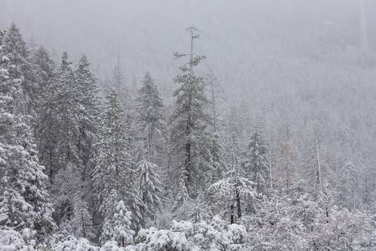 风景如画的雪山覆盖着森林