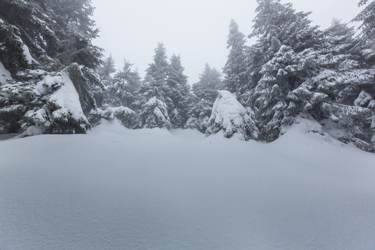 雪覆盖着的森林