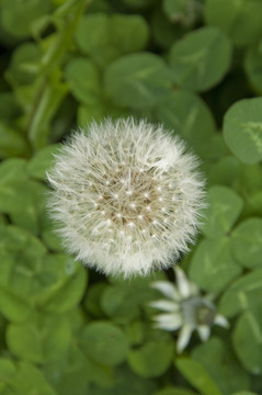 白花蒲公英特写