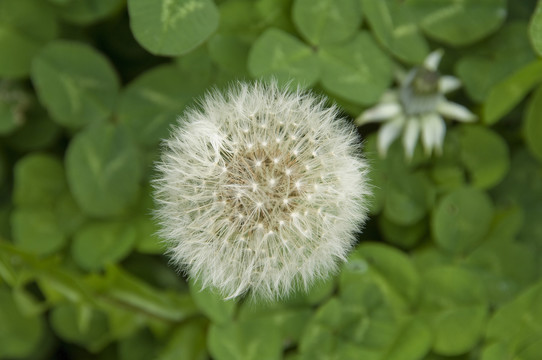 白花蒲公英特写