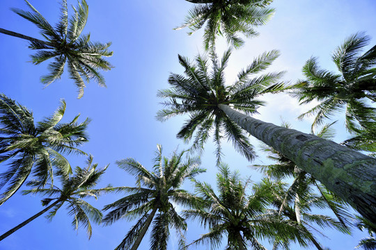 棕榈树低角度拍摄