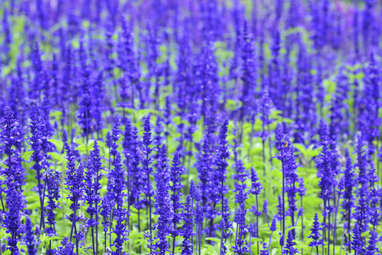 紫色花坛大角度拍摄