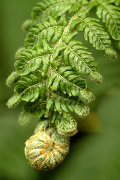 台湾蕨类植物