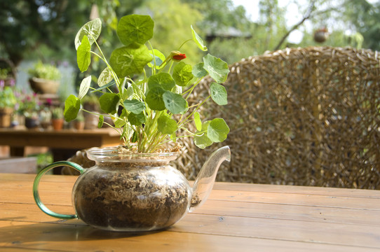 茶壶内的绿色植物
