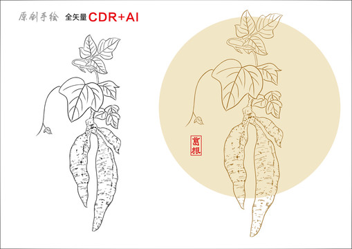 葛根手繪葛根線描葛根插圖