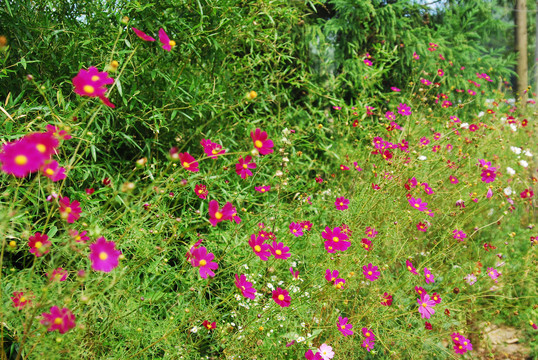 格桑花