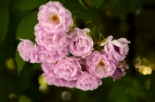 团花锦簇的月季花