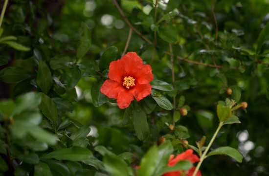 石榴花开