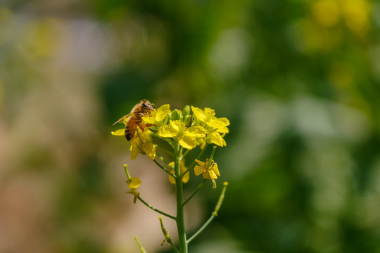 盛开的油菜花和采蜜的蜜蜂