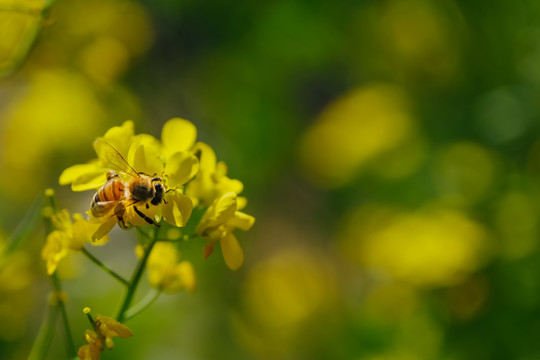 盛开的油菜花和采蜜的蜜蜂