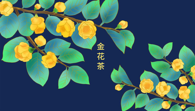 金花茶插畫