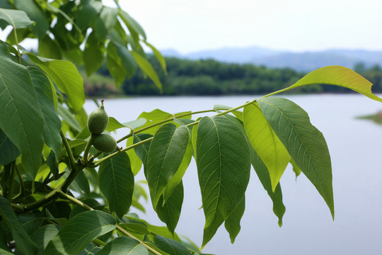 核桃树