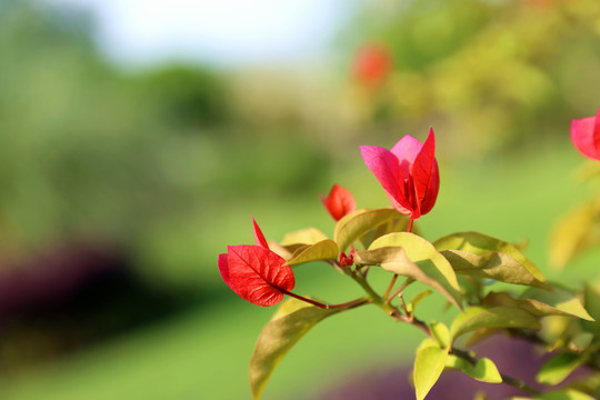 花草