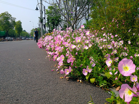 月见花