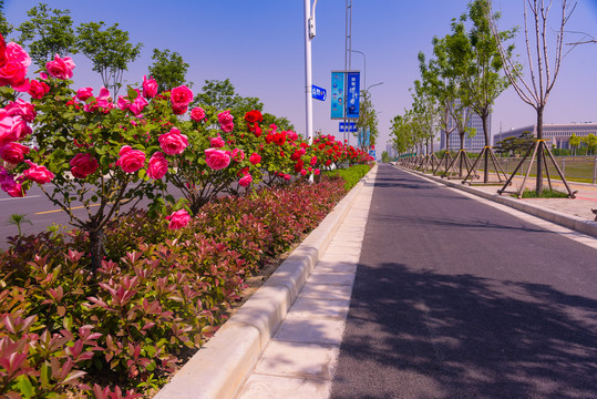 城市道路绿化