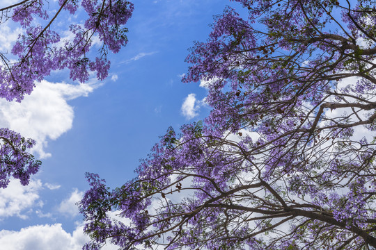 美丽的蓝花楹自然景观