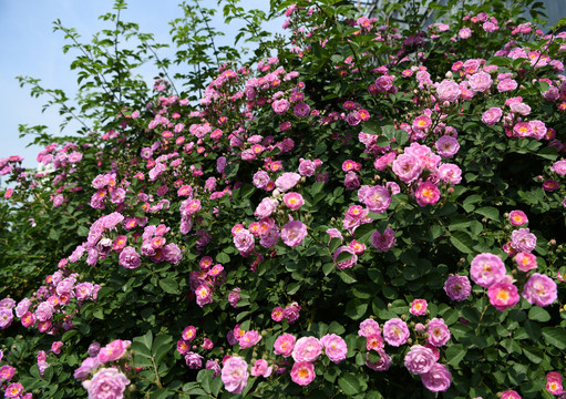 薔薇花