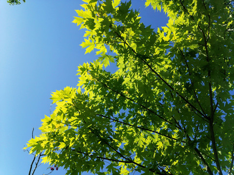 仰望绿树天空