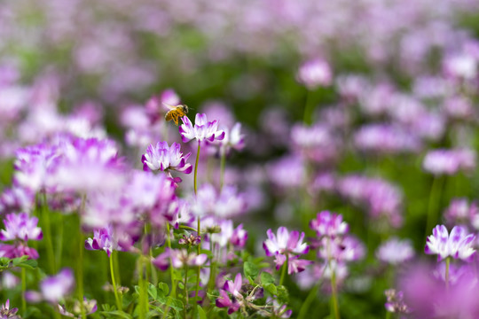 紫云英花特写