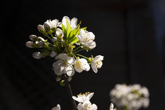 大樱桃花