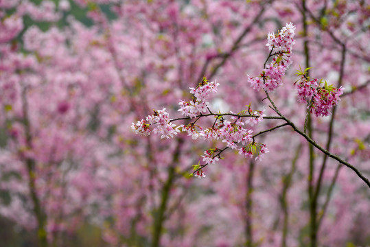 樱花背景