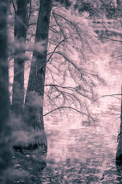 水杉树黑白摄影